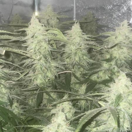 Fractal(divine seeds)