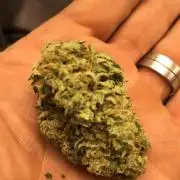 Fractal(divine seeds)