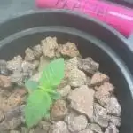 Fractal(divine seeds)