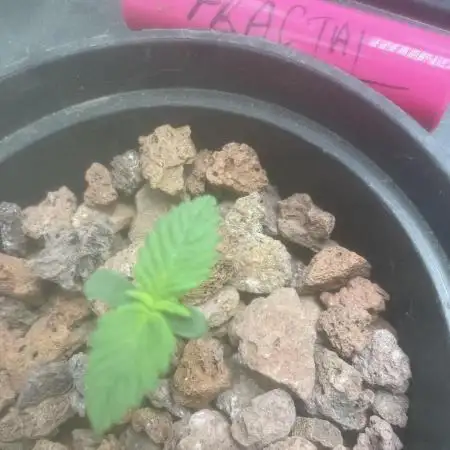 Fractal(divine seeds)