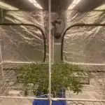 Aeque Genetics( Razberry Garlic)