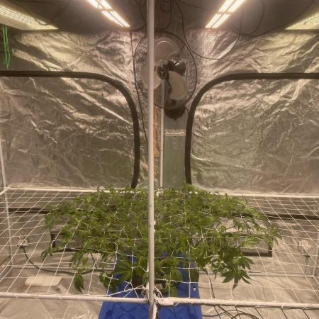 Aeque Genetics( Razberry Garlic)