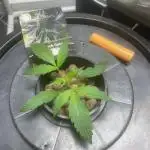 Black opium(Divine Seeds)