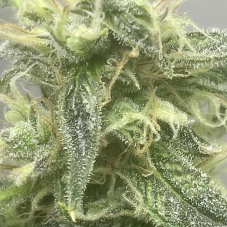 Black opium(Divine Seeds)