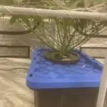 Aeque Genetics( Razberry Garlic)