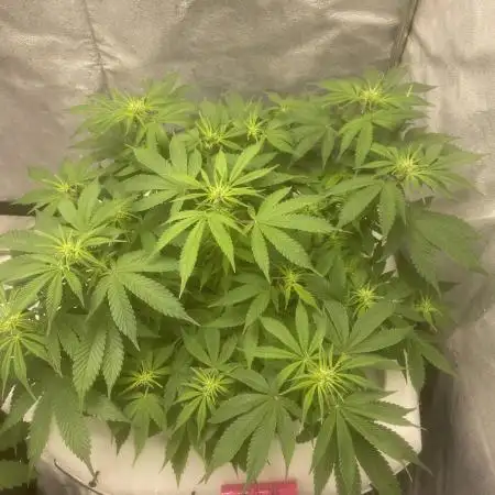 Fractal(divine seeds)