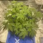 Aeque Genetics( Razberry Garlic)