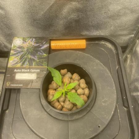 Black opium(Divine Seeds)