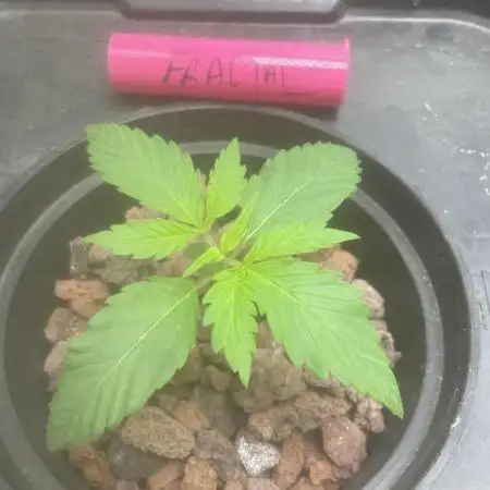 Fractal(divine seeds)