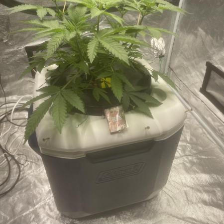 Aeque Genetics( Razberry Garlic)