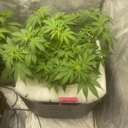 Fractal(divine seeds)