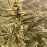 Divine Rapier(Divine Seeds)