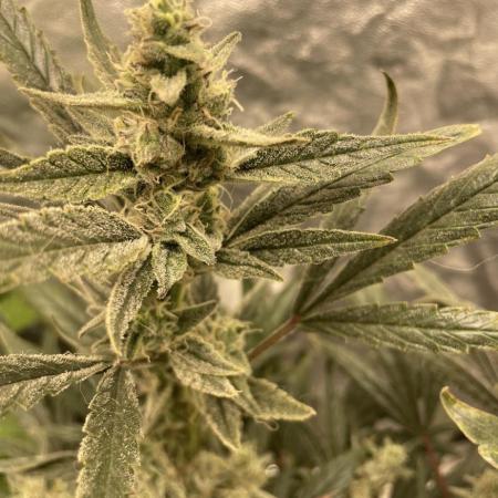 Divine Rapier(Divine Seeds)