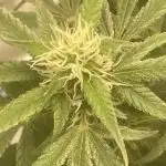 Fractal(divine seeds)