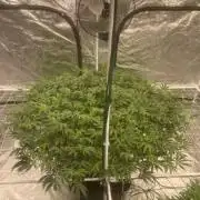 Aeque Genetics( Razberry Garlic)