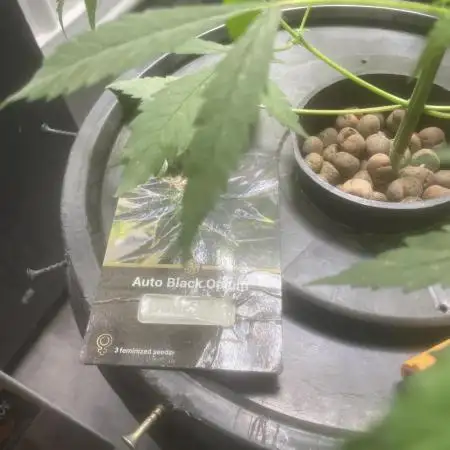 Black opium(Divine Seeds)