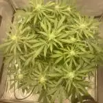 Fractal(divine seeds)