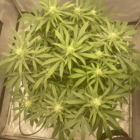 Fractal(divine seeds)