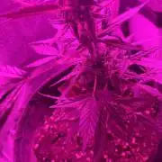 Royal Creamatic - Grow #2 