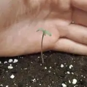 Green Gelato Automatic 