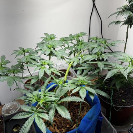 Chocolate Haze