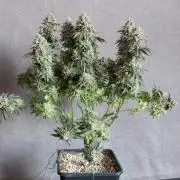 Micro Grow 1