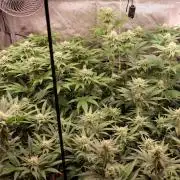 The Hippopotamus's Garden 1