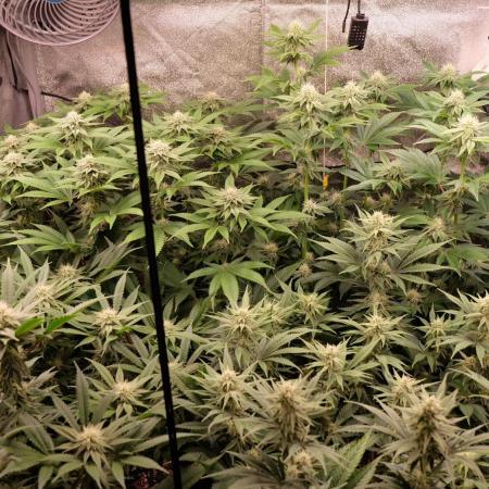 The Hippopotamus's Garden 1