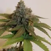 Durban Poison X Kikiriki