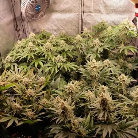 The Hippopotamus's Garden 1