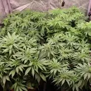 The Hippopotamus's Garden 1