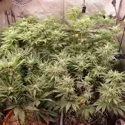 The Hippopotamus's Garden 1