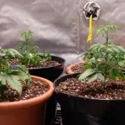 The Hippopotamus's Garden 1