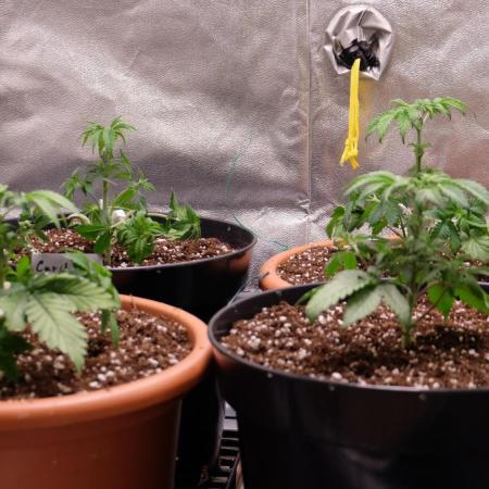 The Hippopotamus's Garden 1