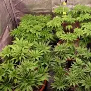 The Hippopotamus's Garden 1