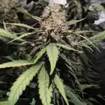 Bubble Gum serious seeds