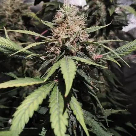 Bubble Gum serious seeds