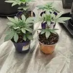 Indoor#2