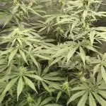 Indoor#2