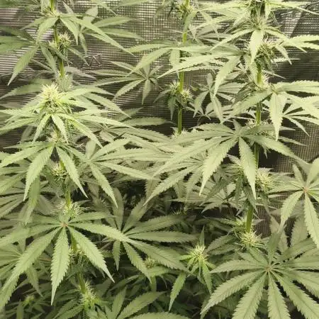 Indoor#2
