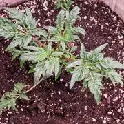 Concours KHALIFA GENETICS