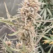 Concours KHALIFA GENETICS