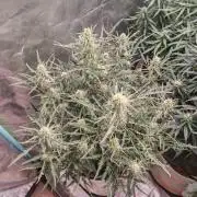 Concours KHALIFA GENETICS