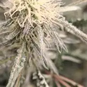 Concours KHALIFA GENETICS