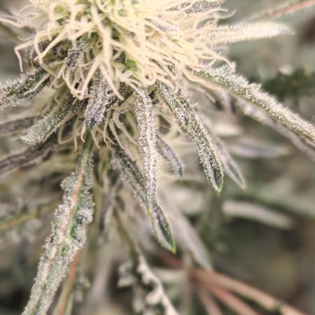 Concours KHALIFA GENETICS