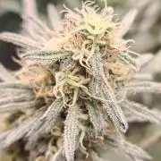 Concours KHALIFA GENETICS