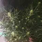 Concours KHALIFA GENETICS