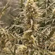 Concours KHALIFA GENETICS