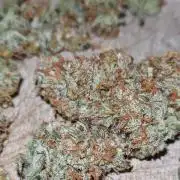 Concours KHALIFA GENETICS
