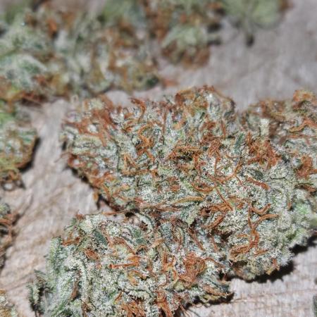 Concours KHALIFA GENETICS